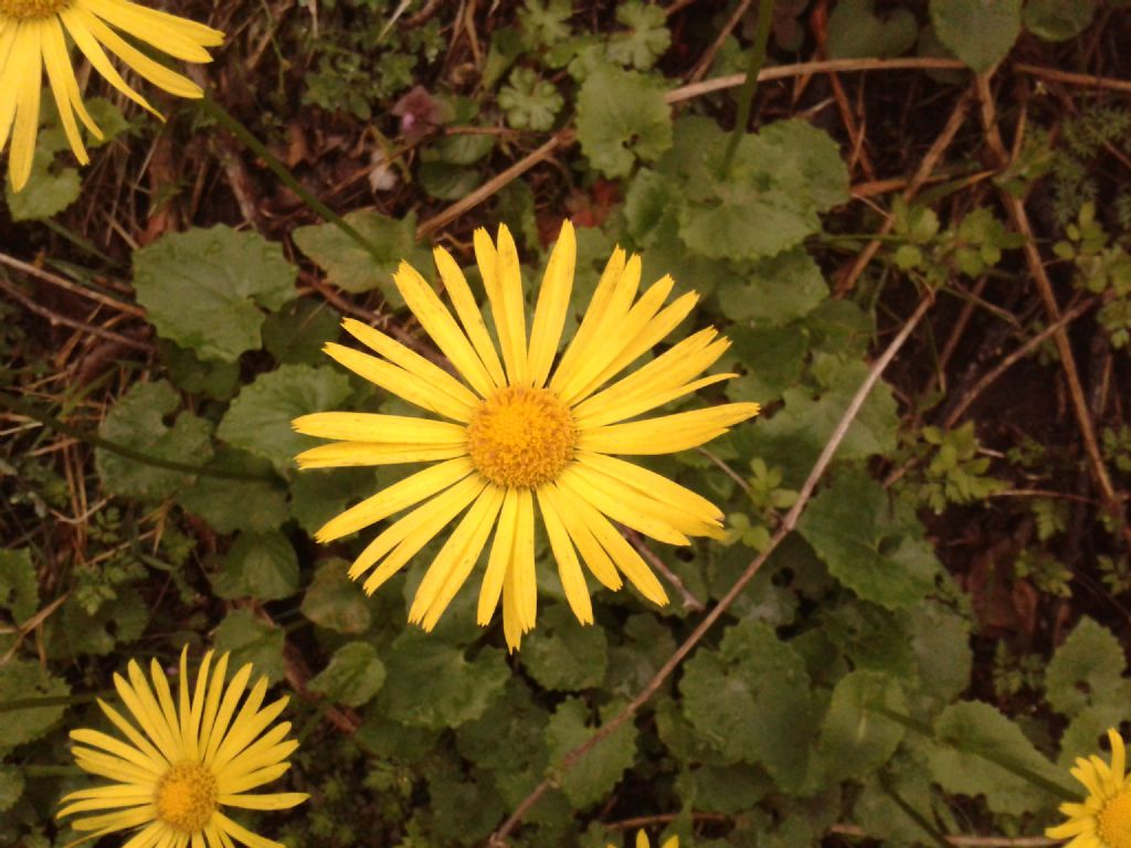 Doronicum columnae